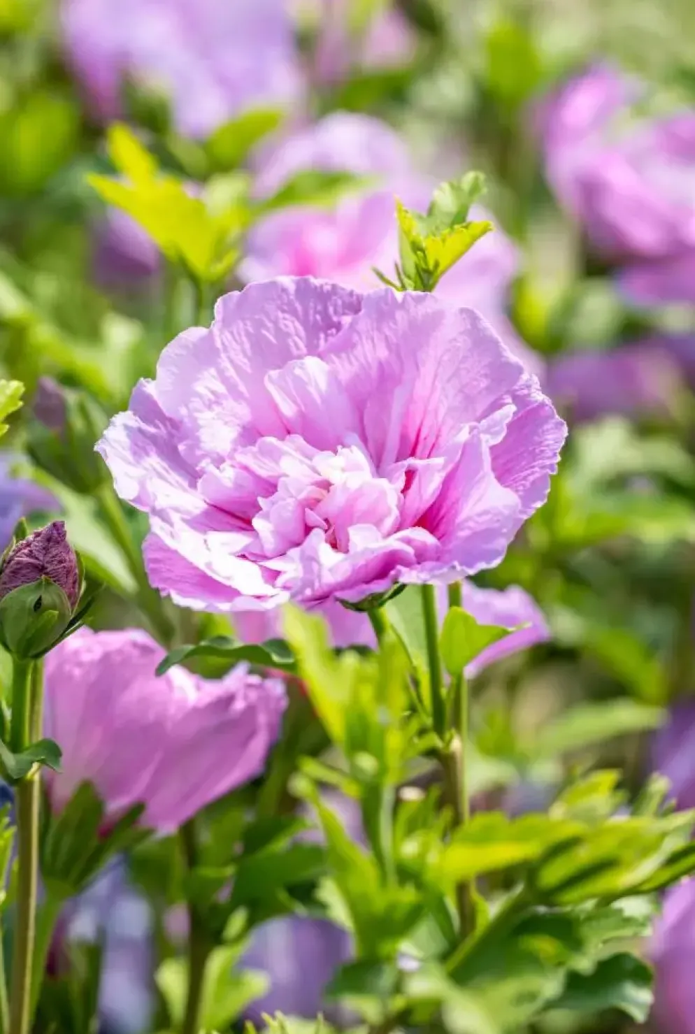 Hibiscus syriacus 'Lavender Chiffon' (Altheastruik) 60cm