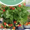 Horti tops zaden Aardbeien Ruby Ann F1 (hangaardbei)