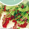 Horti tops zaden aardbeispinazie - aardbei melde