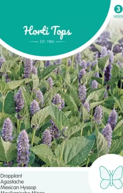 Horti tops zaden Agastache, Dropplant (mexicana)