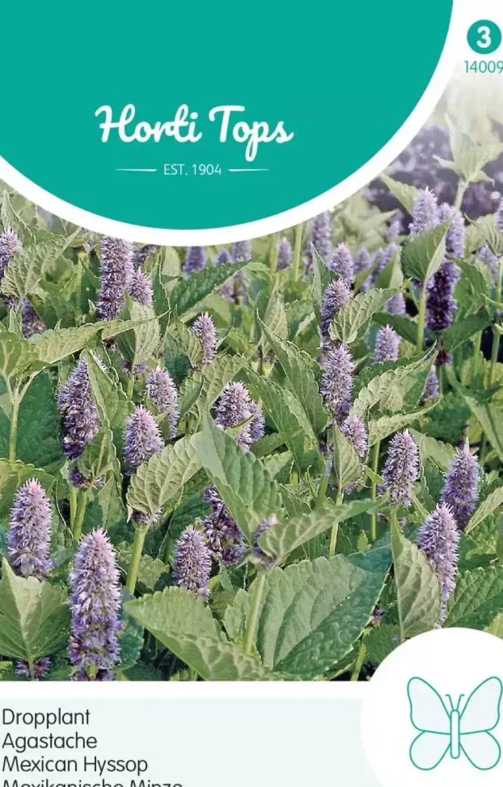 Horti tops zaden Agastache, Dropplant (mexicana)