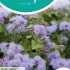 Horti tops zaden ageratum, leverbalsem blue mink
