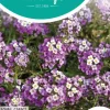 Horti tops zaden alyssum royal carpet