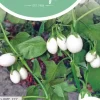 Horti tops zaden Aubergine White Eggs