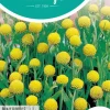 Horti tops zaden Cephalophora, Ananasbloem Pineapples