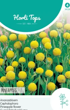 Horti tops zaden Cephalophora, Ananasbloem Pineapples