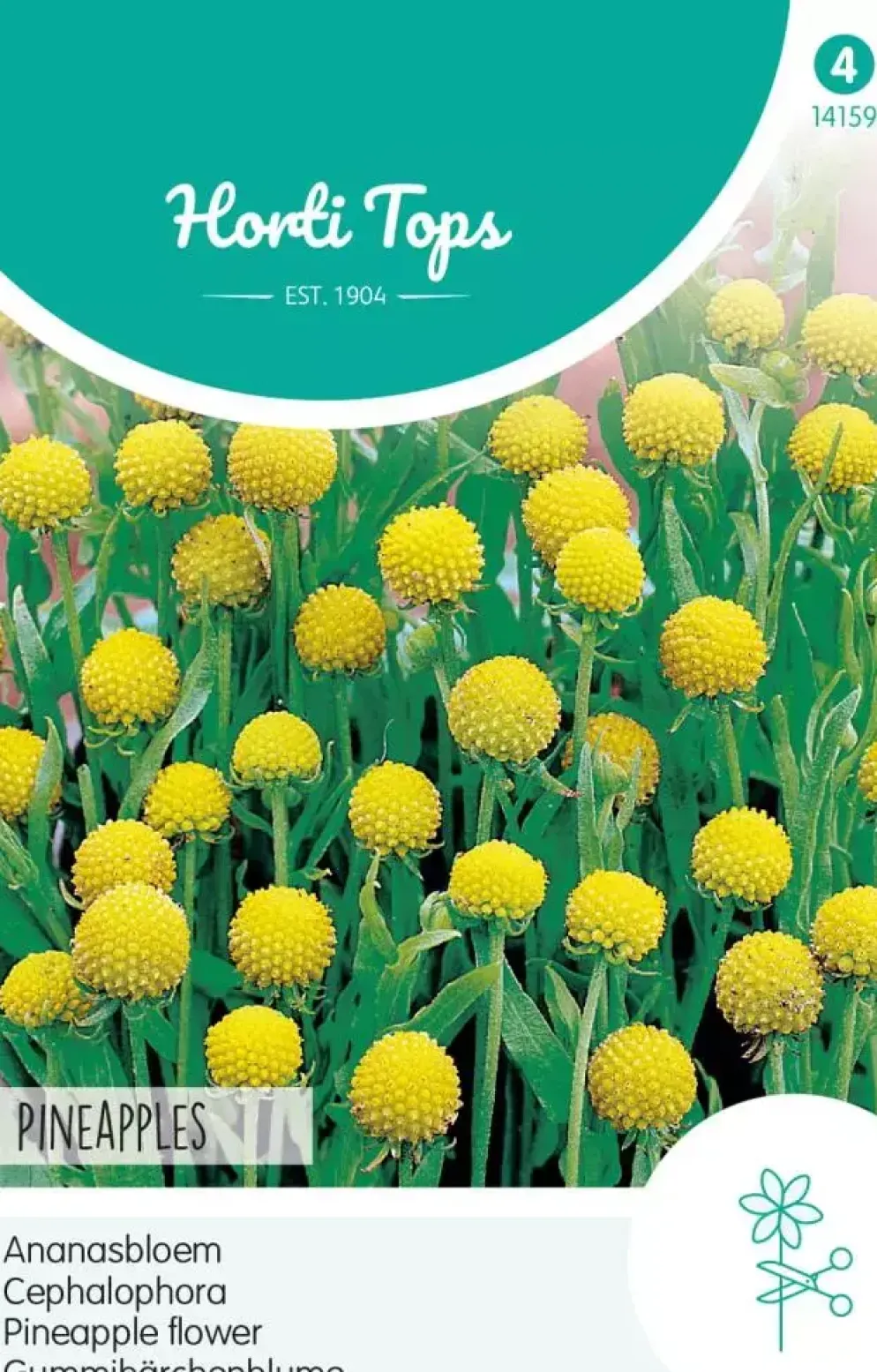 Horti tops zaden Cephalophora, Ananasbloem Pineapples