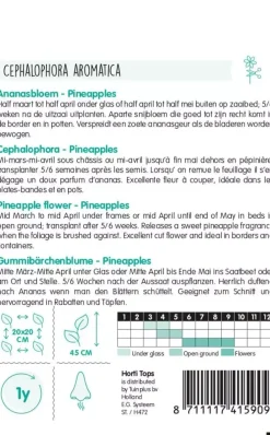 Horti tops zaden Cephalophora, Ananasbloem Pineapples