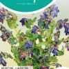 Horti tops zaden cerinthe, wasbloem pride of gibraltar