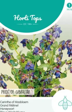 Horti tops zaden cerinthe, wasbloem pride of gibraltar