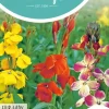 Horti tops zaden cheiranthus, muurbloem fair lady gemengd
