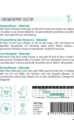 Horti tops zaden chrysanthemum, ganzebloem eldorado geel