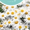 Horti tops zaden chrysanthemum, lage margriet silver princess