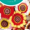 Horti tops zaden chrysanthemum, ganzebloem gemengd