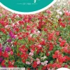 Horti tops zaden Clarkia, Amandelroosje dubbelbloemig gemengd