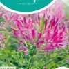 Horti tops zaden cleome, Kattensnor rose queen