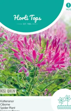 Horti tops zaden cleome, Kattensnor rose queen