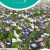 Horti tops zaden convolvulus, dagschone gemengd