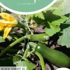 Horti tops zaden courgette black forest