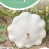 Horti tops zaden Courgette Custard White