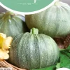 Horti tops zaden Courgette di nizza