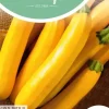 Horti tops zaden courgette gold rush