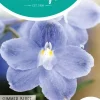 Horti tops zaden Delphinium, Ridderspoor Summer Blues