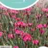 Horti tops zaden dianthus, steenanjer karmijnrose