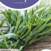 Horti tops zaden dragon