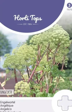 Horti tops zaden Engelwortel