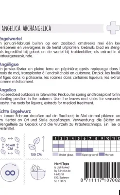 Horti tops zaden Engelwortel