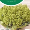Horti tops zaden groene bloemkool, white gold