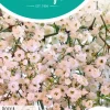 Horti tops zaden gypsophila, Gipskruid elegans roze