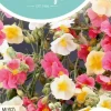 Horti tops zaden helianthemum, zonneroosje gemengd