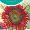 Horti tops zaden helianthus, zonnebloem evening sun/avondzon
