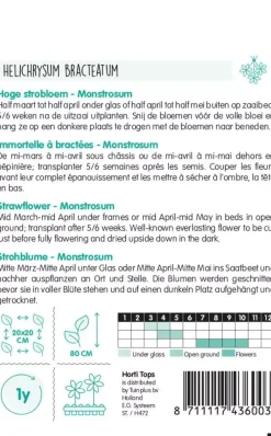 Horti tops zaden Helichrysum, Hoge strobloem Monstrosum