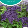 Horti tops zaden heliotropium, zonnewende marine blauw