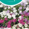 Horti tops zaden iberis, scheefbloem gemengd