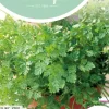 Horti tops zaden kervel fijn krul