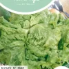 Horti tops zaden kropsla batavia blonde