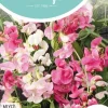 Horti tops zaden lathyrus, brede lathyrus gemengd