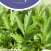Horti tops zaden lavas (maggiplant)