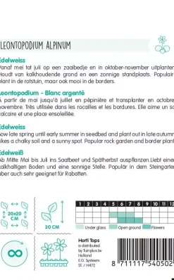 Horti tops zaden leontopodium alpinum, edelweiss