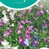 Horti tops zaden lobelia parelsnoer gemengd