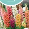 Horti tops zaden lupinus, lupine minarette gemengd