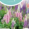 Horti tops zaden lupinus, Lupine russell's hybrids gemengd