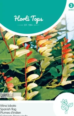 Horti tops zaden Mina Lobata, Spaanse vlag Quamoclit