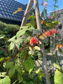 Horti tops zaden Mina Lobata, Spaanse vlag Quamoclit