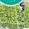Horti tops zaden moluccella, klokken van ierland