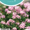 Horti tops zaden myosotis, vergeet-me-nietje victoria rose